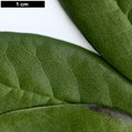 SpeciesSub: subsp. aeruginosum